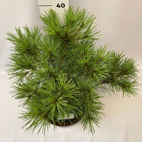 Pinus strobus 'Minima'