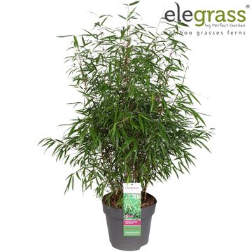 Fargesia scabrida 'Asian Wonder'