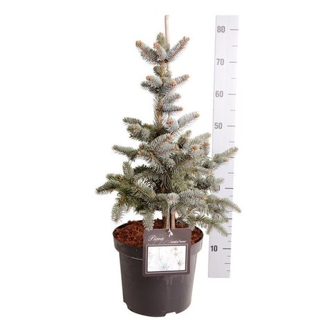 Picea pungens 'Koster'