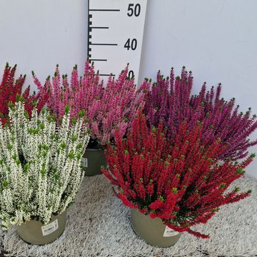 Calluna vulgaris BEAUTY LADIES MIX
