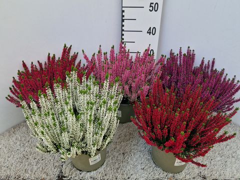 Calluna vulgaris BEAUTY LADIES MIX