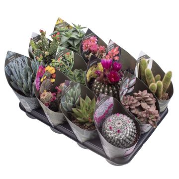 Cactus / Succulents MIX