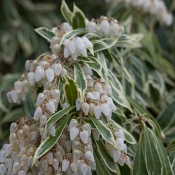 Pieris japonica 'Вариегата'