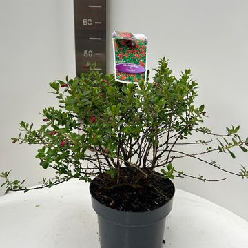 Escallonia 'Red Elf'