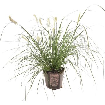 Pennisetum alopecuroides 'Hameln'
