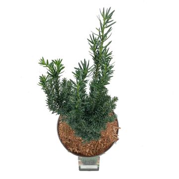 Taxus x media 'Hillii'