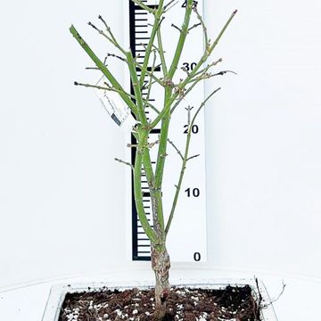 Acer palmatum 'Jerre Schwartz'