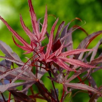 Acer palmatum 'Pevé Dave'