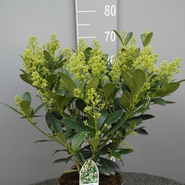 Skimmia japonica 'Finchy'