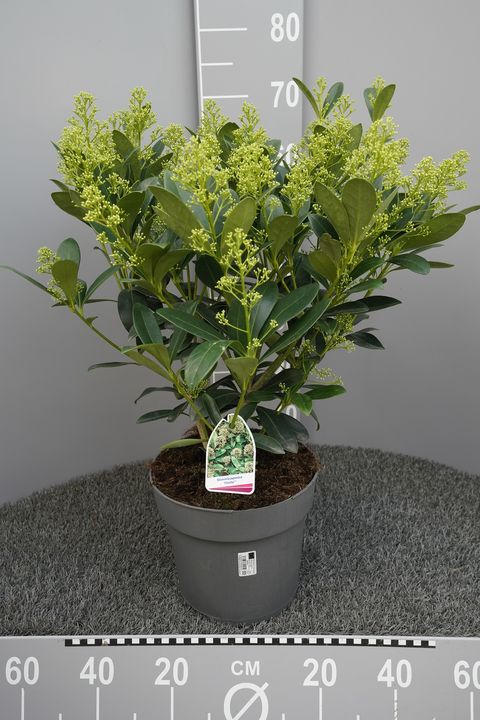 Skimmia japonica 'Finchy'