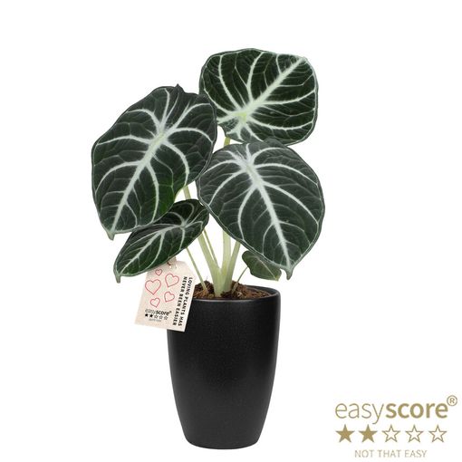 Alocasia reginula 'Black Ninja'