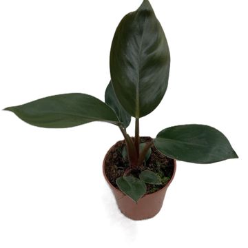 Philodendron 'Rojo Congo'