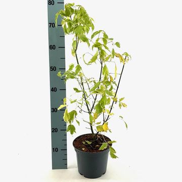 Acer negundo 'Variegatum'