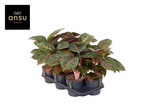 Аглаонема 'Olive Red'