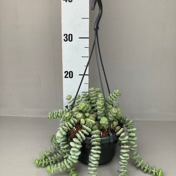 Crassula marnieriana 'Hottentot'