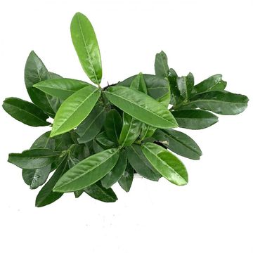 Prunus laurocerasus 'Mount Vernon'