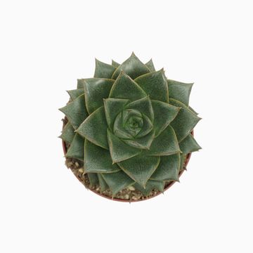 Echeveria chinensis