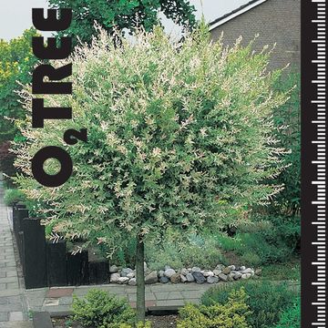 Ива integra 'Хакуро-нишики'