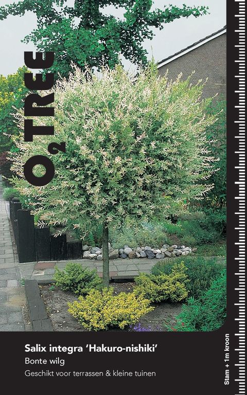 Ива integra 'Хакуро-нишики'