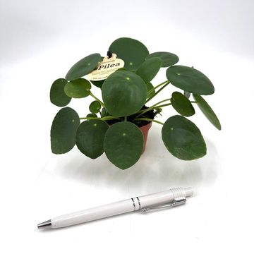 Pilea peperomioides