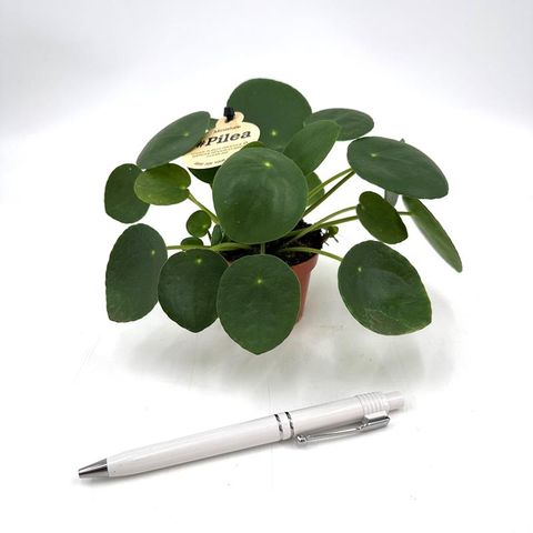 Pilea peperomioides