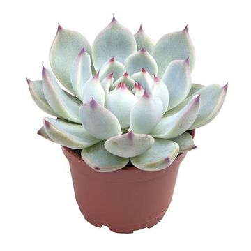 Echeveria parva Echeveria parva