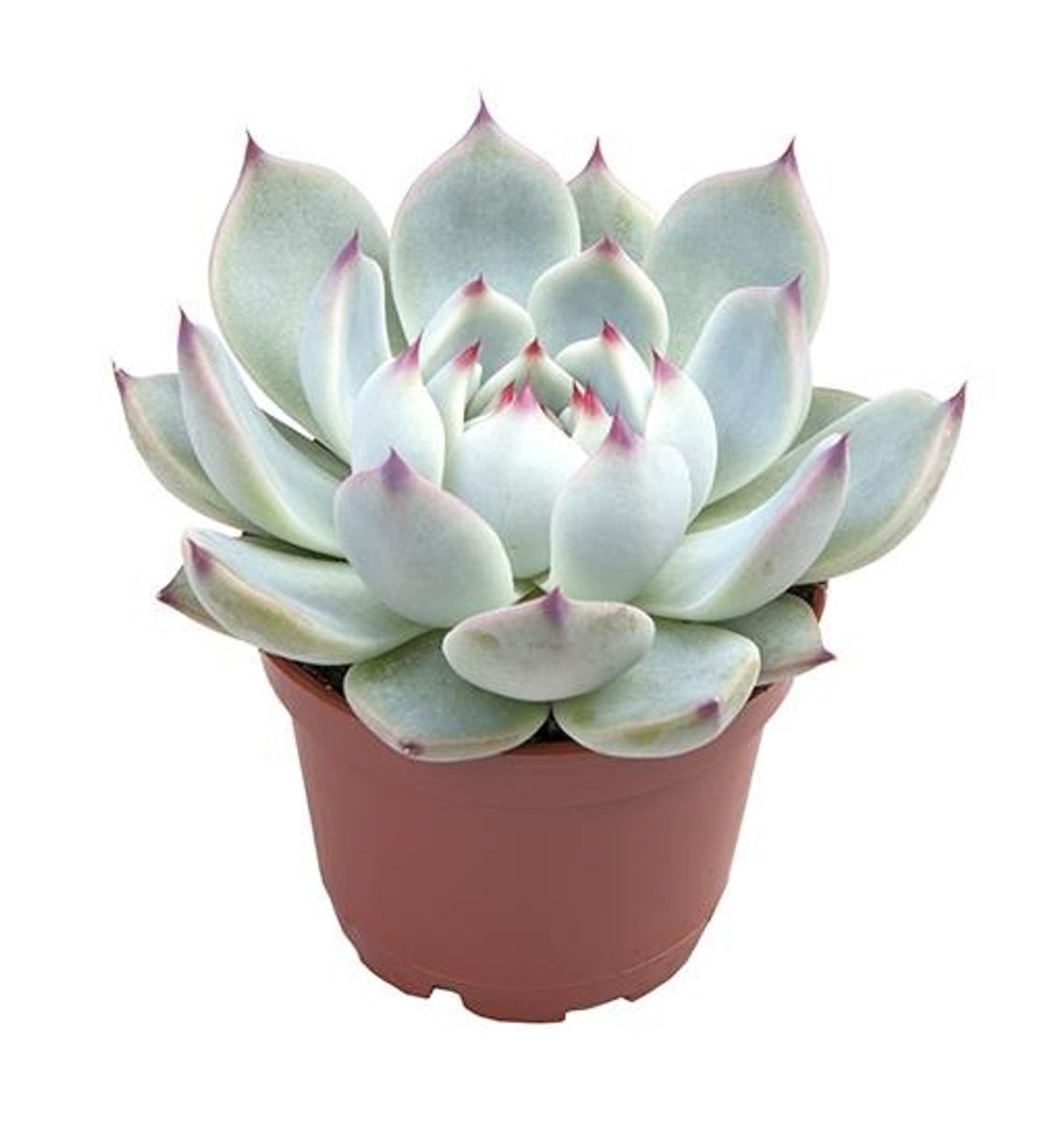 Echeveria parva — Plant Wholesale FlorAccess
