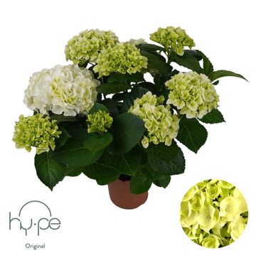 Hydrangea macrophylla MOPHEAD WHITE