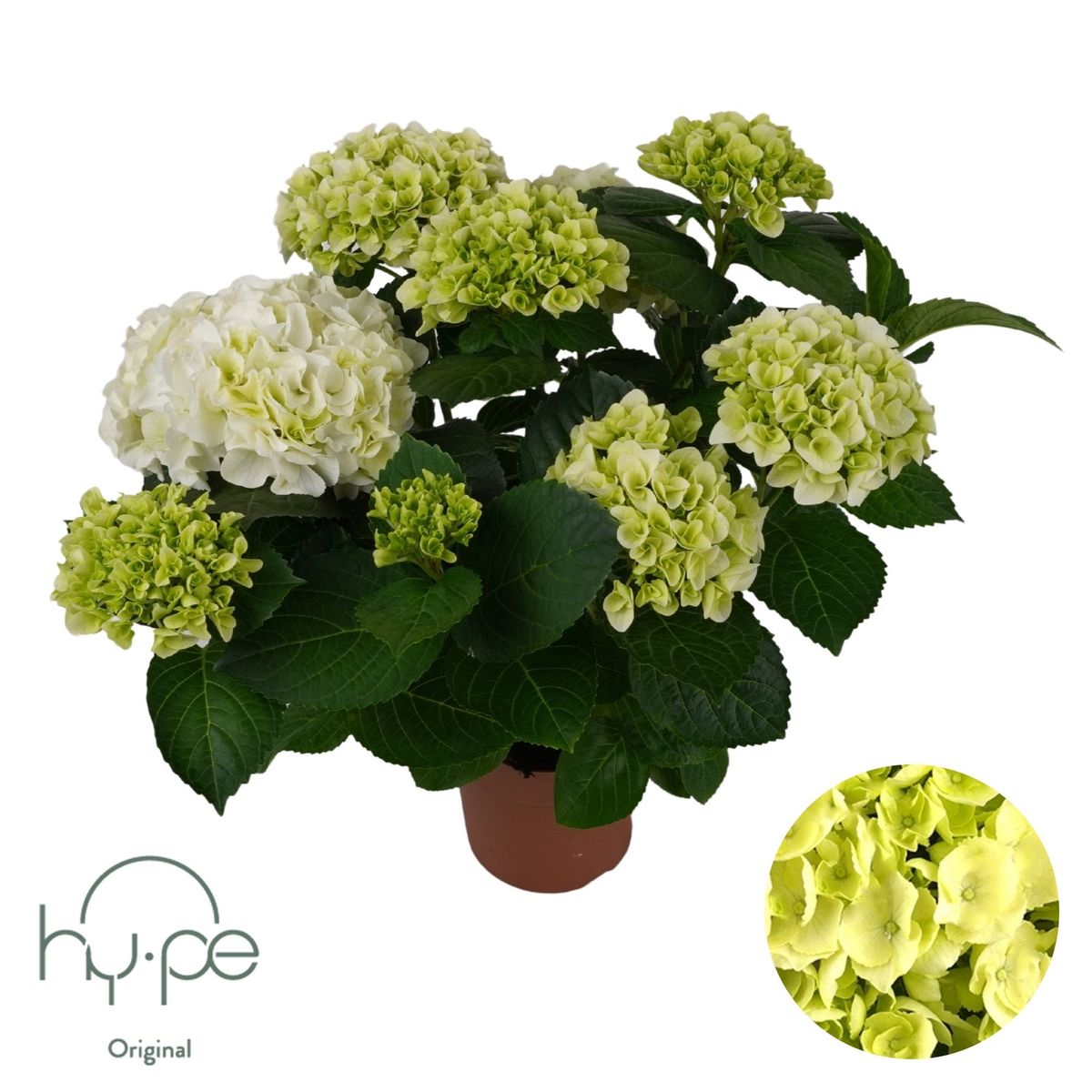 Hydrangea macrophylla MOPHEAD WHITE — Plant Wholesale FlorAccess
