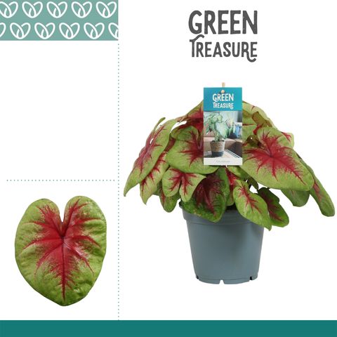 Caladium 'Lemon Blush'