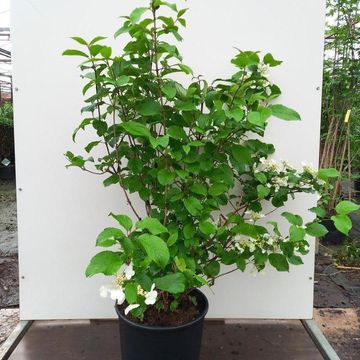 Viburnum plicatum 'Mariesii Great Star'