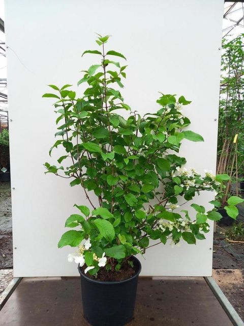 Viburnum plicatum 'Mariesii Great Star'