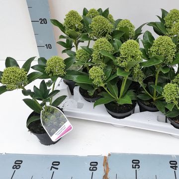 Skimmia japonica 'Fragrant Cloud'