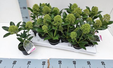 Skimmia japonica 'Fragrant Cloud'