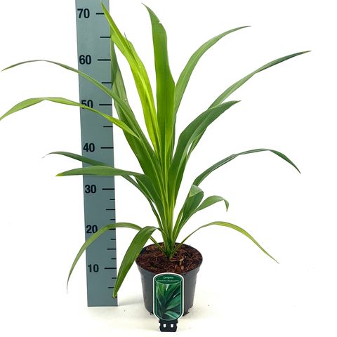 Cordyline australis EMERALD STAR