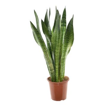 Sansevieria zeylanica