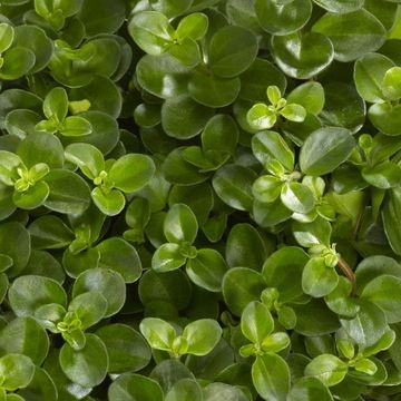 Peperomia rotundifolia