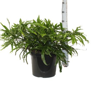Microsorum diversifolium
