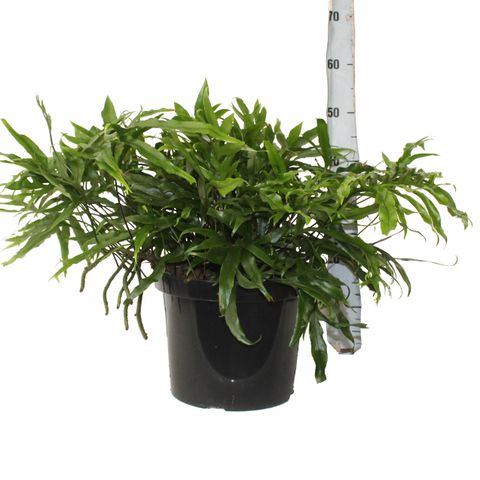 Microsorum diversifolium