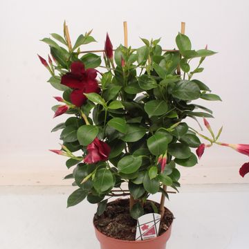 Mandevilla DIAMANTINA OPALE GRENAT