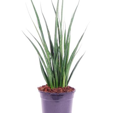 Sansevieria kirkii FRIENDS