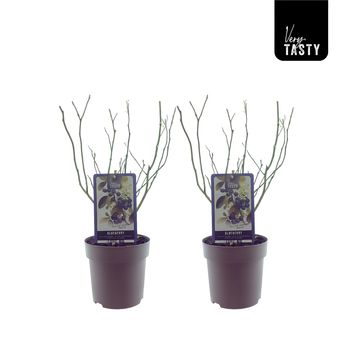 Vaccinium corymbosum 'Patriot'