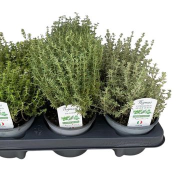 Thymus MIX