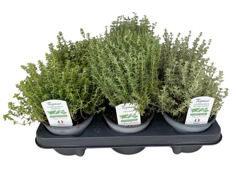 Thymus MIX