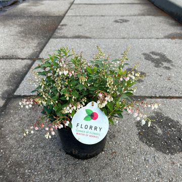 Gaultheria FLORRY