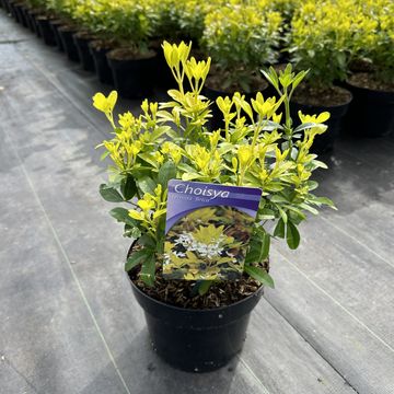 Choisya ternata SUNDANCE