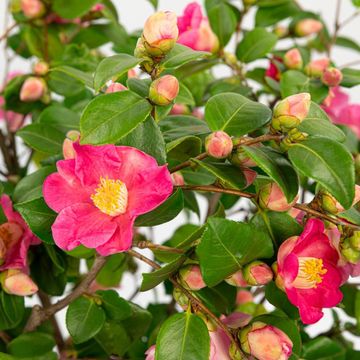 Camellia japonica 'Winter Perfume Pink'