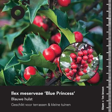 Ilex x meserveae 'Blue Maid'