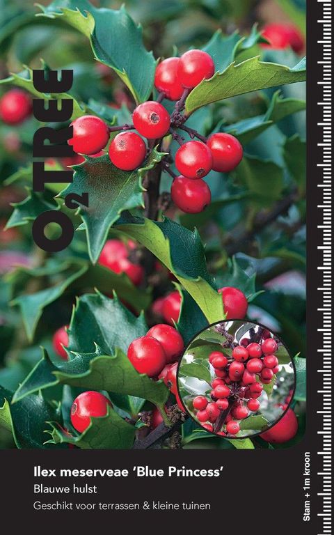 Ilex x meserveae 'Blue Maid'