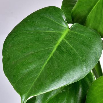 Monstera deliciosa